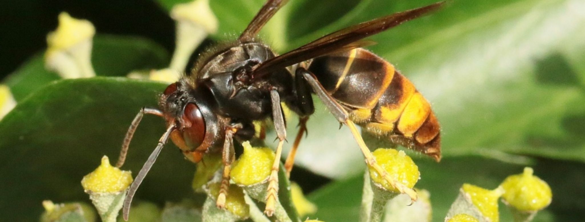 Photo Frelon asiatique à pattes jaunes 